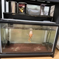 ６０センチ水槽とアルビノオスカーの画像