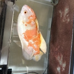６０センチ水槽とアルビノオスカーの画像
