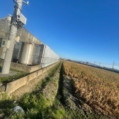 ビニールハウス　の画像