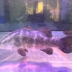 アカメ　四万十川　±45㎝
