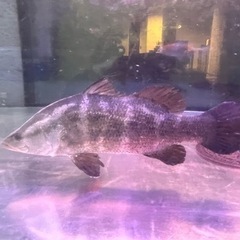 アカメ　四万十川　±45㎝の画像