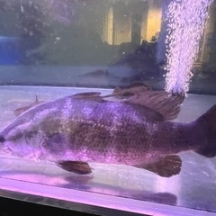 アカメ　四万十川　±45㎝の画像