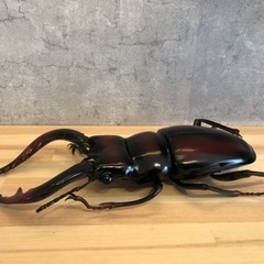 クワガタ