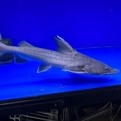 スタージョンシーキャット　±38㎝の画像