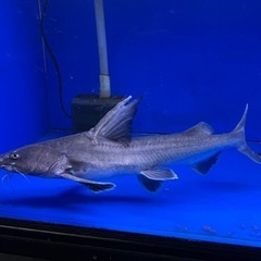 スタージョンシーキャット　±38㎝の画像