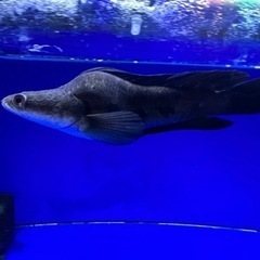 熱帯魚　チャンナマルリオイデス　ウルトラショート　±25㎝の画像