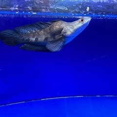 熱帯魚　チャンナマルリオイデス　ウルトラショート　±25㎝の画像
