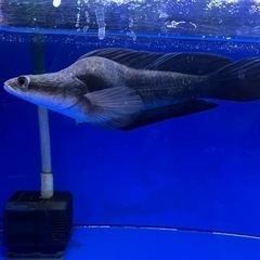 熱帯魚　チャンナマルリオイデス　ウルトラショート　±25㎝の画像
