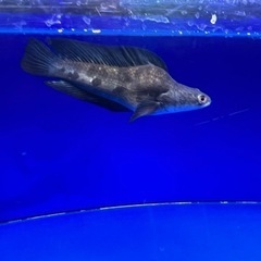 熱帯魚　チャンナマルリオイデス　ウルトラショート　±25㎝の画像