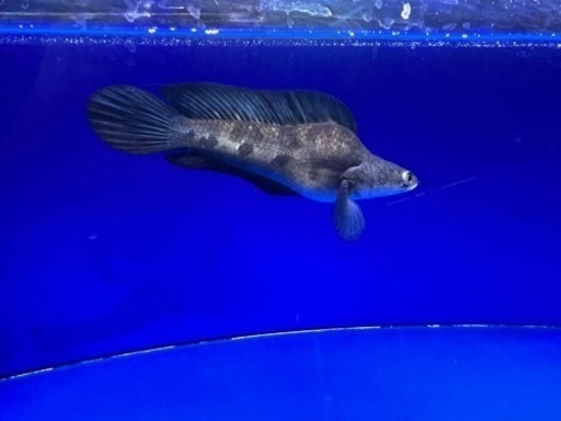 熱帯魚　チャンナマルリオイデス　ウルトラショート　±25㎝