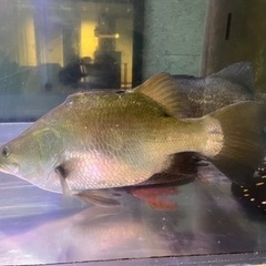 バラマンディー　ウルトラショート　±45㎝