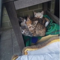 ずっとのお家探してます！