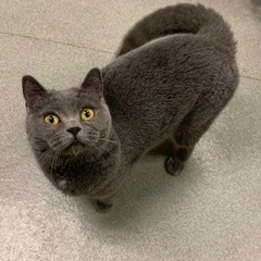 ブリティッシュショートヘア　女の子 - 猫