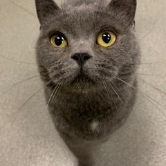 ブリティッシュショートヘア　女の子 − 岡山県