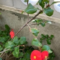 明日　12時　観葉植物☆ハナキリン☆ポトス☆子宝草〜等5点まとめ売り