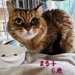ずっと一緒がいいな。 - 里親募集