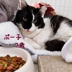 ずっと一緒がいいな。 - 猫