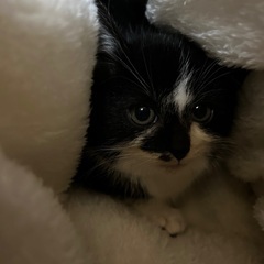 白黒の子猫