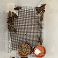 デュビア成虫オス