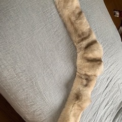 saga foxのショールの画像