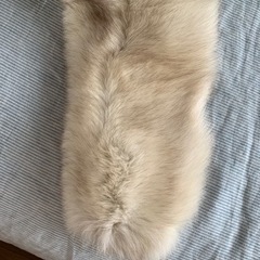 saga foxのショールの画像