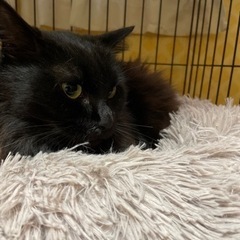 黒猫長毛の穏やかな女の子　ふたばちゃん