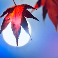 LINE写真グループメンバー募集中です