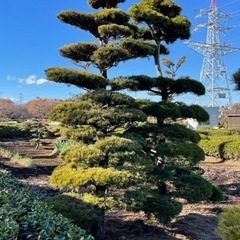 つげの木と松の木　門松にもの画像