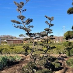 つげの木と松の木　門松にもの画像