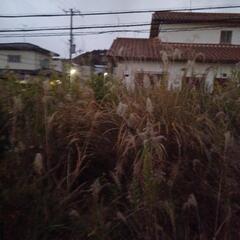 枯れかけて伸びた草刈り。