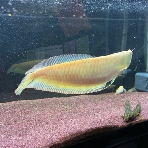 アルビノシルバーアロワナ 35〜40cm