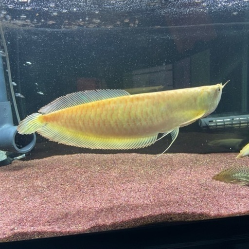 アルビノシルバーアロワナ 35〜40cm