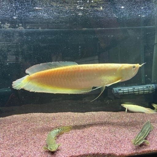 アルビノシルバーアロワナ 35〜40cm