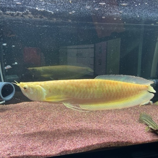 アルビノシルバーアロワナ 35〜40cm