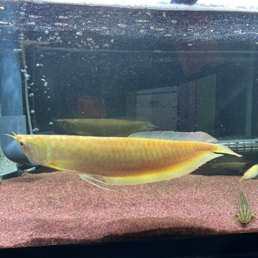 アルビノシルバーアロワナ 35〜40cm