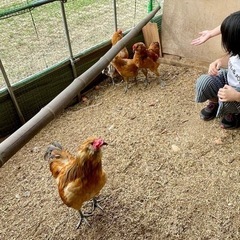 鶏アローカナの雄2匹　里親募集！