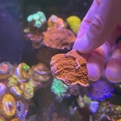 レッドウスコモンサンゴ　まとめ買いで最大3割引の画像