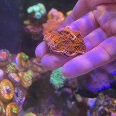 レッドウスコモンサンゴ　まとめ買いで最大3割引の画像