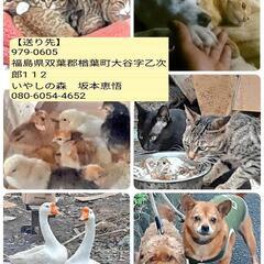 被災地に置き去りにされた動物達に！【通年】 - 助け合い