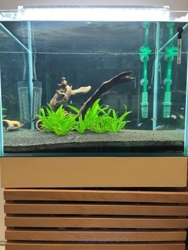 コトブキ　60×60×60水槽　生体セット