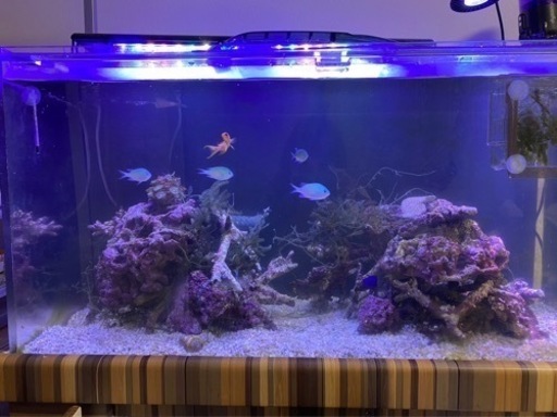 アクリル水槽 90×45×45 オーバーフロー