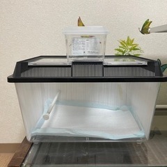 【受け渡し決まりました】虫かご　爬虫類　飼育　プラケースの画像
