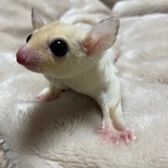 モシスティック