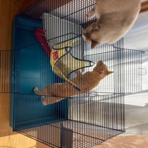 ゲージ　フェレット　猫