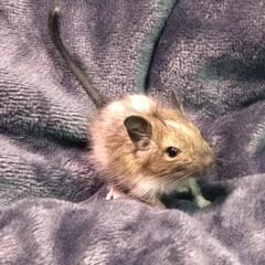 （里親全て決まりました）デグーの赤ちゃん（　11/20生  生後...