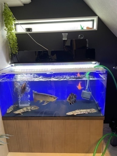 アクリル水槽セット