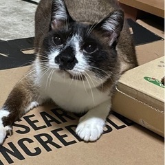 うちの猫みつかりました！