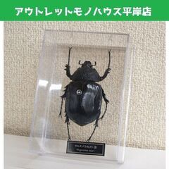 未使用品★デアゴスティーニ 世界の昆虫 データブック マルスゾウ...