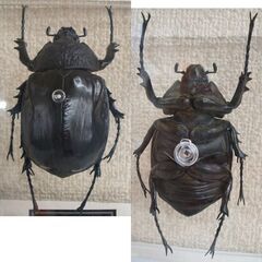 未使用品★デアゴスティーニ 世界の昆虫 データブック マルスゾウカブト 雌 メス　ケース付　フィギュア カブトムシ ☆ PayPay(ペイペイ)決済可能 ☆ 札幌市 豊平区 平岸の画像