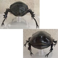 未使用品★デアゴスティーニ 世界の昆虫 データブック マルスゾウカブト 雌 メス　ケース付　フィギュア カブトムシ ☆ PayPay(ペイペイ)決済可能 ☆ 札幌市 豊平区 平岸の画像